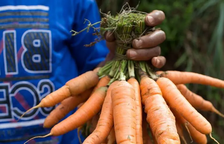 Man holding carrots